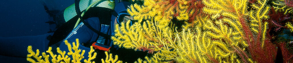 La Costa Brava, un univers de vida submarina